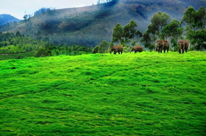 Cochin(Kochi/Ernakulam) – Munnar Tour Package