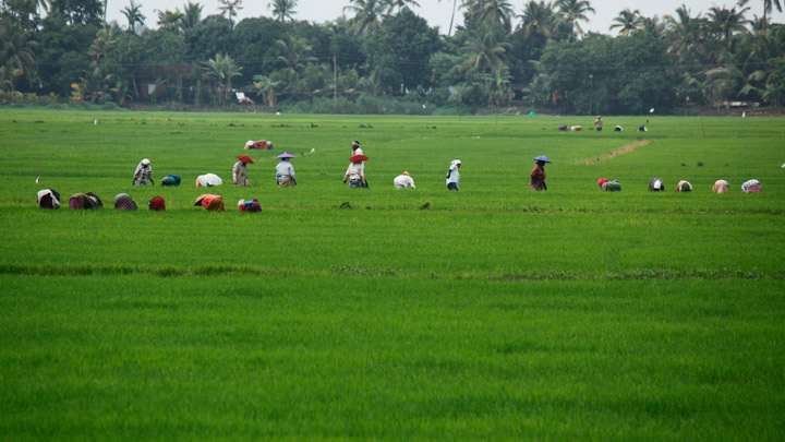 Cochin-Munnar-Thekkady–Alleppey-Kovalam Tour