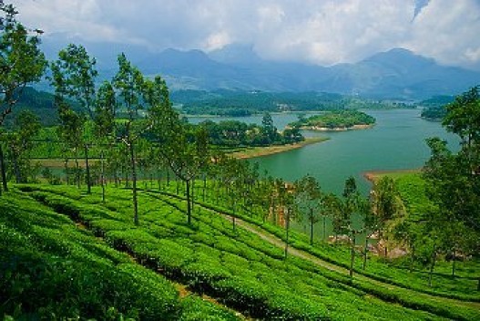 Cochin-Munnar-Thekkady–Alleppey-Kovalam Tour