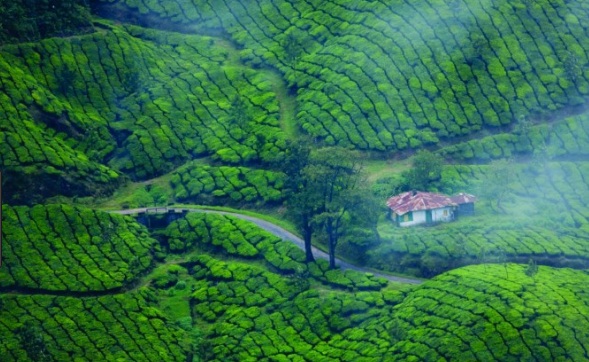 Cochin-Athirapally-Munnar Tour Package